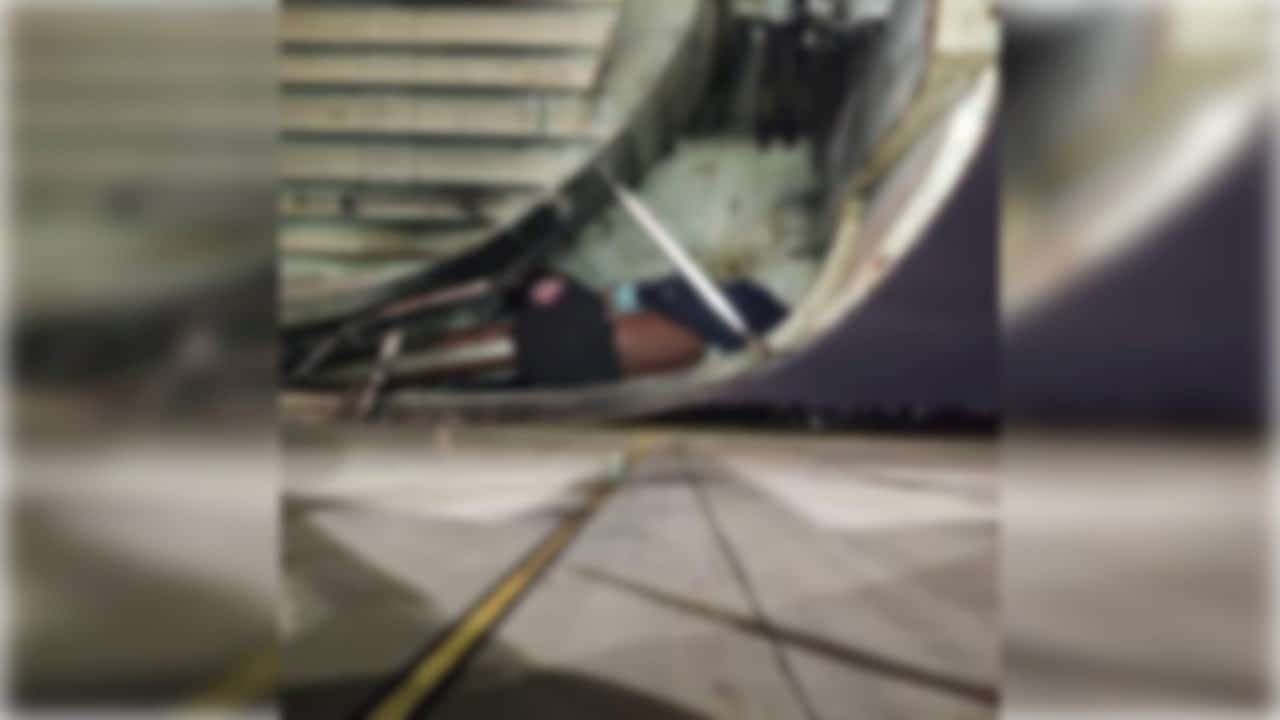 Estas son las nuevas medidas que presentó Avianca para viajar con mascotas