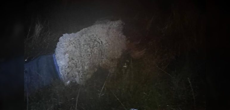 ¡Insólito! Un hombre disfrazado de oveja intentó fugarse de la cárcel