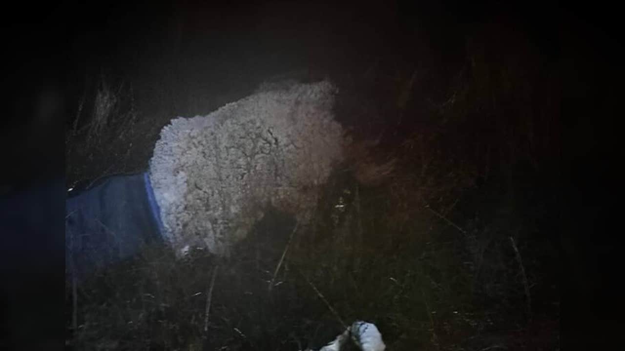 ¡Insólito! Un hombre disfrazado de oveja intentó fugarse de la cárcel