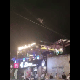 Video: Un mono fue rescatado cuando colgaba de cableado eléctrico en Granada