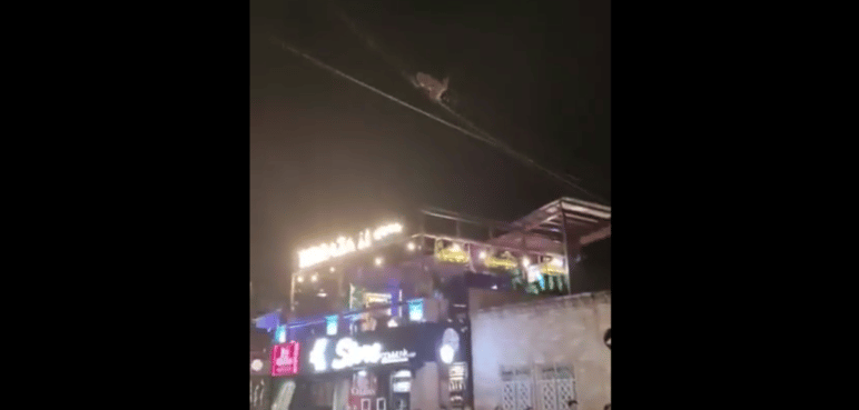 Video: Un mono fue rescatado cuando colgaba de cableado eléctrico en Granada