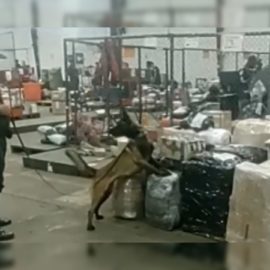 ‘Narcoencomienda’ que pasaba por Cali fue detectada por 'Lassy'