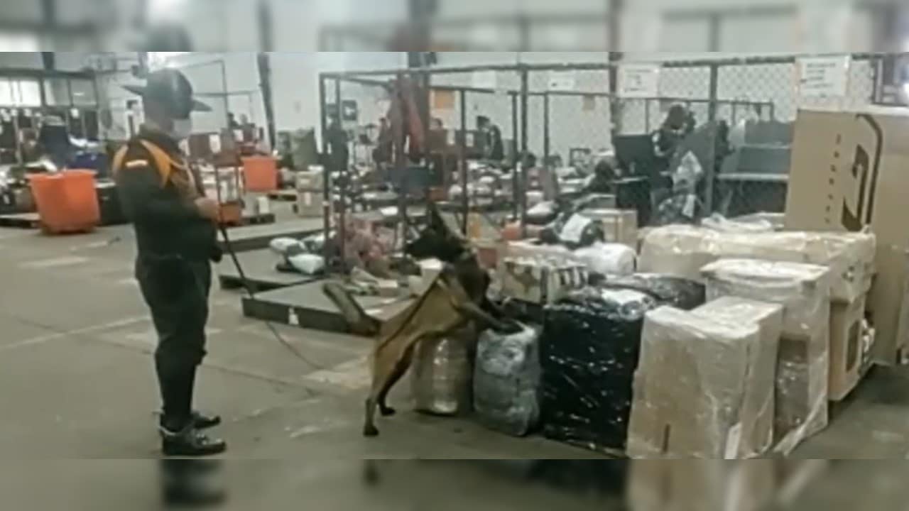 ‘Narcoencomienda’ que pasaba por Cali fue detectada por 'Lassy'