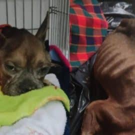 ¡Lamentable caso! Perrita en Medellín muere al ser arrojada a un camión