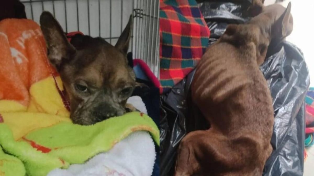 En el baúl de un carro, un hombre transportaba animales en grave estado