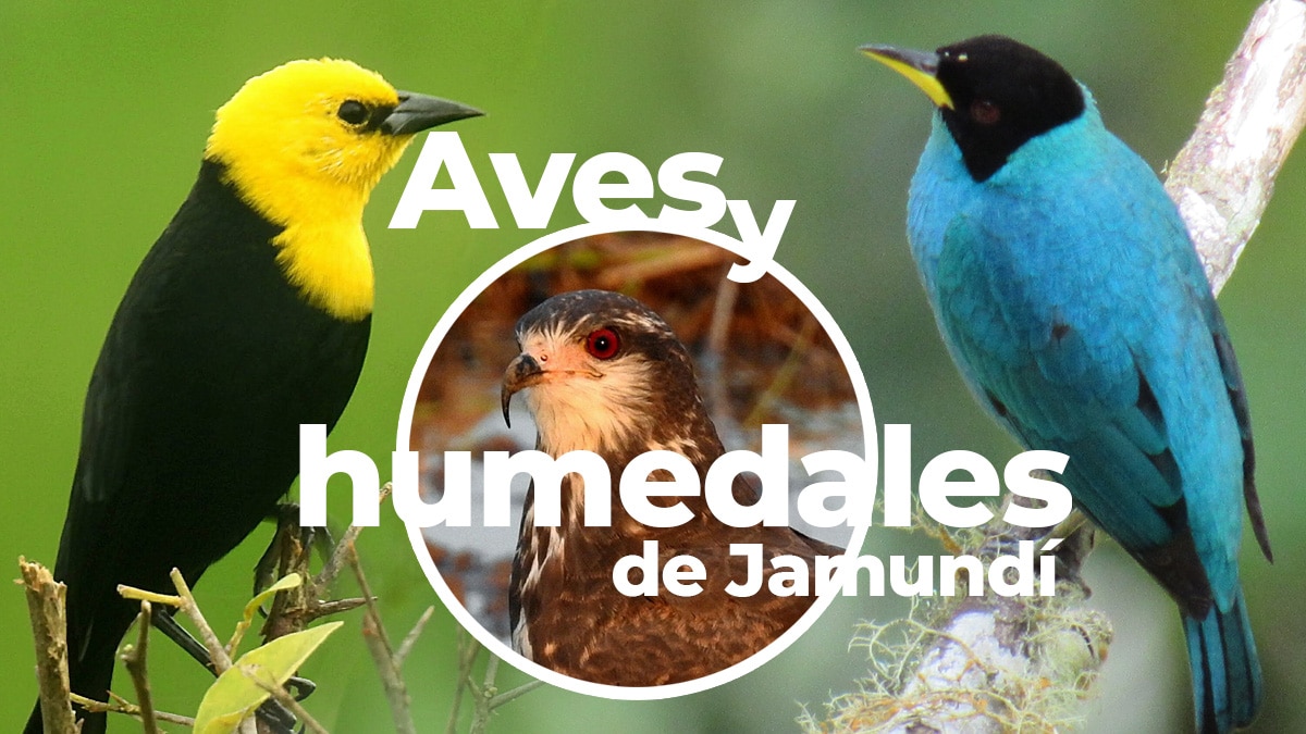 Con más de 20 mil asistentes culminó el Birdfair 2023