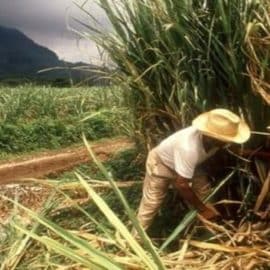 Incauca y Asocaña rechazan asesinato de dos trabajadores en el Cauca