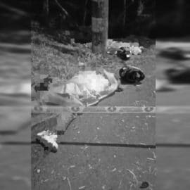 Dos muertos dejó accidente de tránsito esta madrugada en la vía Cali-Jamundí