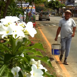 Las flores de la Pasoancho y el jardinero que siembra un mensaje de amor
