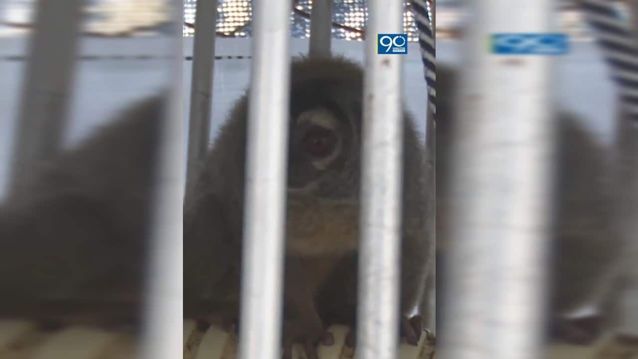 Así se recuperan más de 100 primates que fueron rescatados por la CVC