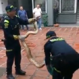 Autoridades rescataron a boa constrictor en una casa en el sur de Cali