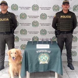 Con la ayuda de un canino, la Policía encontró un cargamento con proveedores