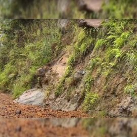 Habitantes de Pance lanzan alerta por constantes derrumbes en la vía