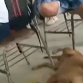 "No le vaya a pegar, profe": Nuevo caso de maltrato animal en colegio de Córdoba