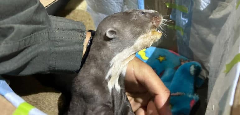 Nutria bebé, llegó a su nuevo hogar en el Zoológico de Cali