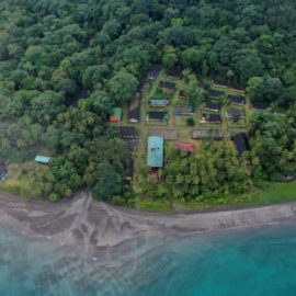 Gripe aviar en Isla Gorgona deja más de 500 pelícanos muertos