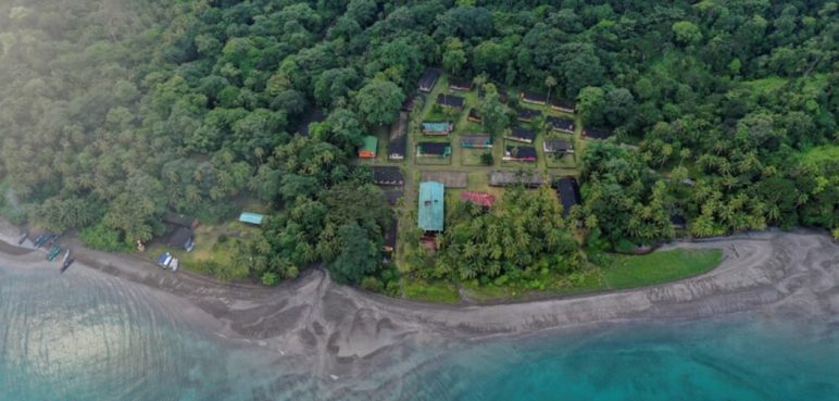 Gripe aviar en Isla Gorgona deja más de 500 pelícanos muertos