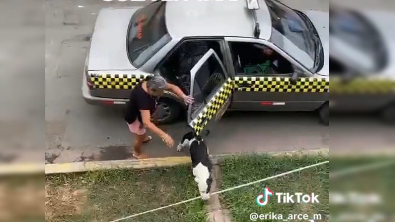 Perrita que se encontraba desaparecida, volvió a su hogar sola en taxi