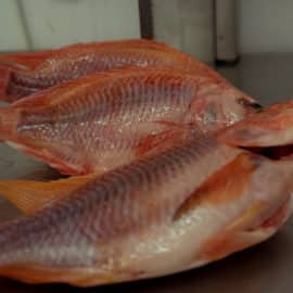 ¿Por qué debe tener cuidado con el pescado en Semana Santa? Tome nota