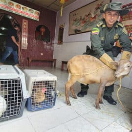 En restaurante del Valle tenían listos animales para sacrificar clandestinamente