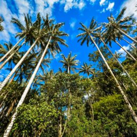 Descubra las frutas más exóticas de Colombia: Seis destinos imperdibles donde probarlas