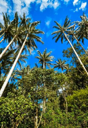Descubra las frutas más exóticas de Colombia: Seis destinos imperdibles donde probarlas