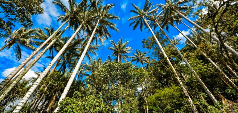 Descubra las frutas más exóticas de Colombia: Seis destinos imperdibles donde probarlas