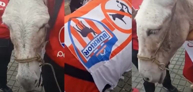Video: Animalistas denuncian el uso de un burro por hinchas del América de Cali
