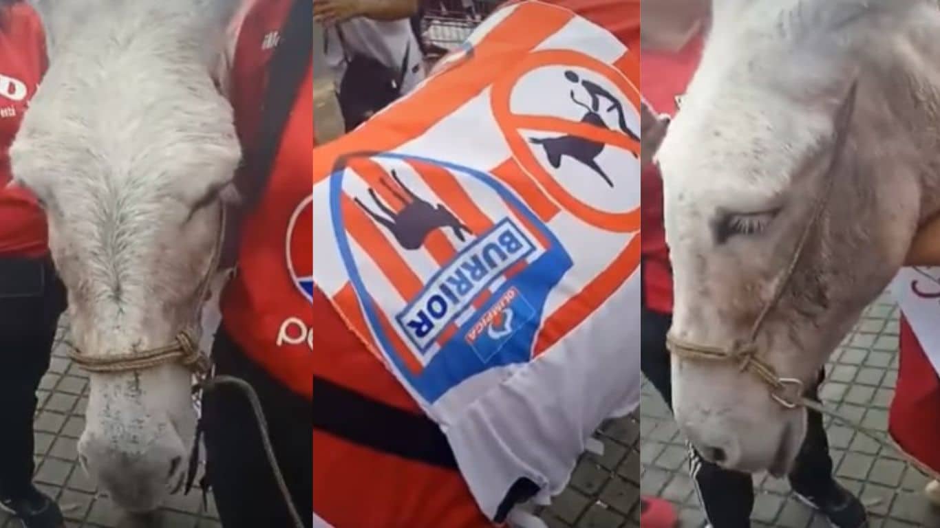 Video: Animalistas denuncian el uso de un burro por hinchas del América de Cali