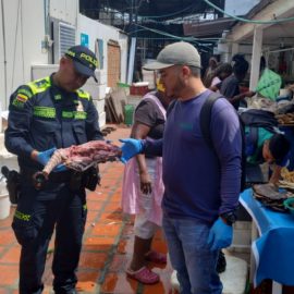 Incautan en galerías de Cali cinco cangrejos azules y carne de armadillo