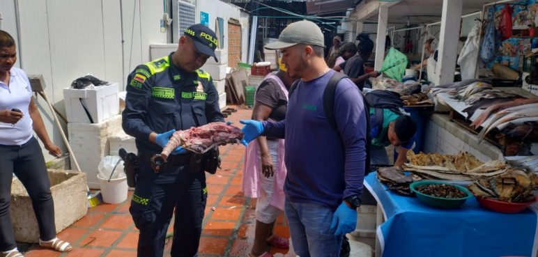 Incautan en galerías de Cali cinco cangrejos azules y carne de armadillo