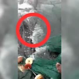 Video: El pez más grande del mundo fue devuelto al mar en Buenaventura