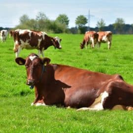 Gobierno evalúa el financiamiento de transporte para evacuar animales: MinAgricultura