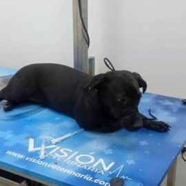 Indignante caso de maltrato animal: De un tercer piso una persona arrojó a su mascota