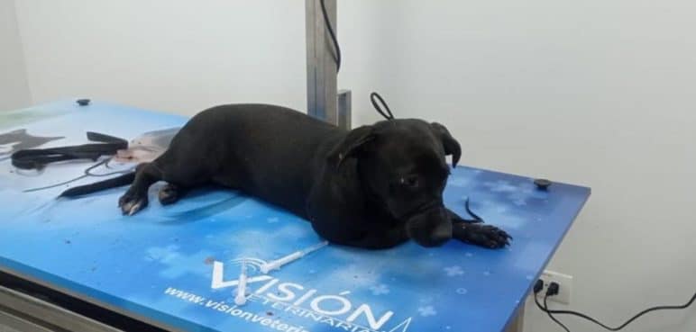 Indignante caso de maltrato animal: De un tercer piso una persona arrojó a su mascota
