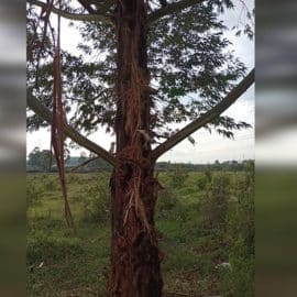 Joven murió por caída de un rayo en Popayán cuando paseaba a su perro