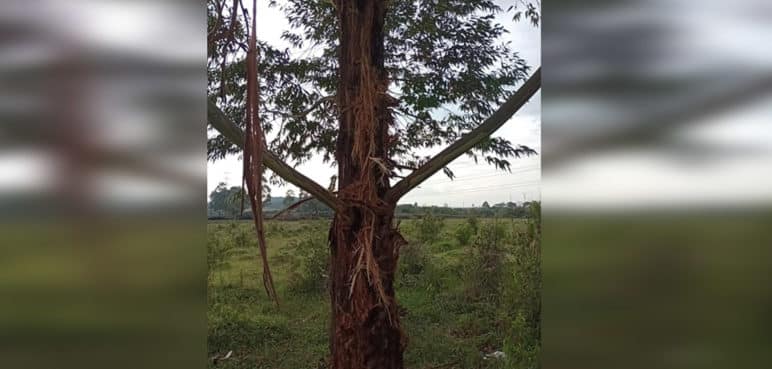 Joven murió por caída de un rayo en Popayán cuando paseaba a su perro