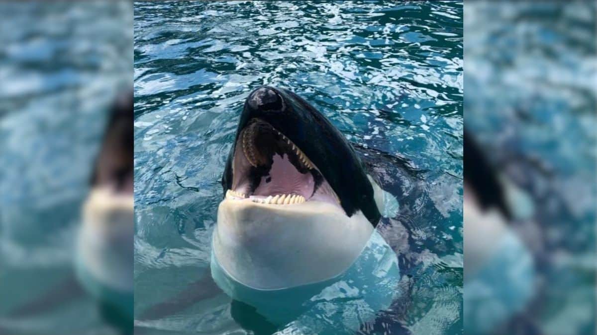 La orca 'Lolita' será liberada tras 50 años en cautiverio