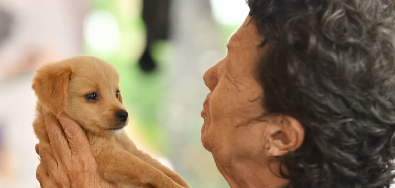 ¡Una segunda oportunidad! Gran jornada de adopción en Cali