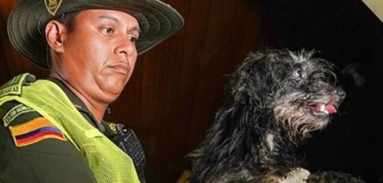 ¡Indignante! Rescatan a mascotas maltratadas en una vivienda en el norte de Cali