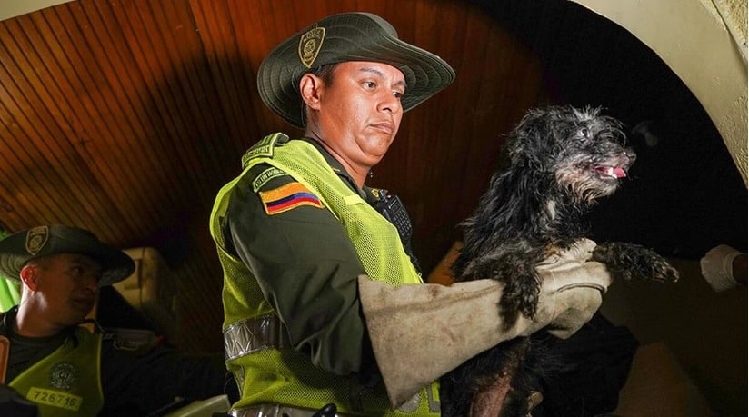 En el 2023 se han registrado al menos 286 casos de maltrato animal en Cali
