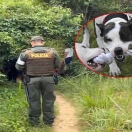 Dueño de pitbulls se habría negado a que sus mascotas usaran bozal