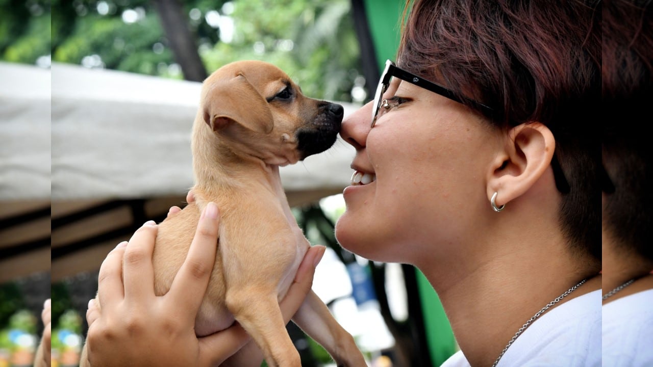 Prepárate: Este sábado podrás adoptar a un 'peludito' y darle otra oportunidad
