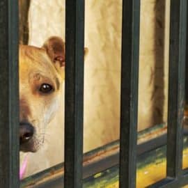 En el 2023 se han registrado al menos 286 casos de maltrato animal en Cali