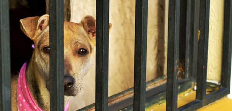 En el 2023 se han registrado al menos 286 casos de maltrato animal en Cali