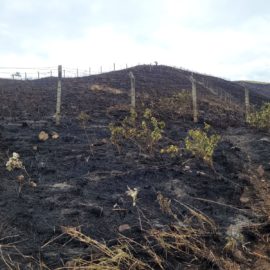 Incendios forestales no cesan en Cali: Denuncie a pirómanos o invasores