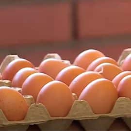 Sector avícola del Valle aún no supera secuelas causadas por la pandemia