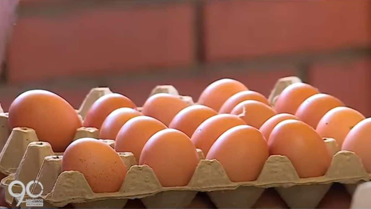 Sector avícola del Valle aún no supera secuelas causadas por la pandemia