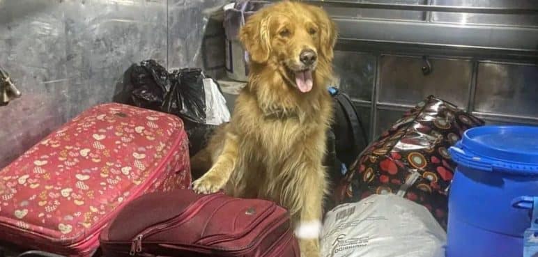 Killer, labrador del Ejército, cuenta con escoltas: Fue amenazado