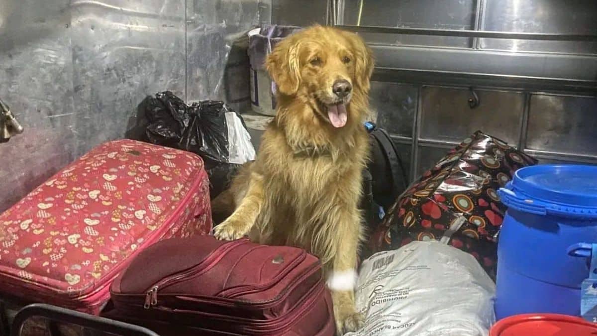 ¡Indignante! 'Firulais' víctima de un ataque con arma de fuego en Cali
